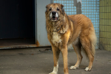 A stray dog is standing in the street. The dog lives on the street.