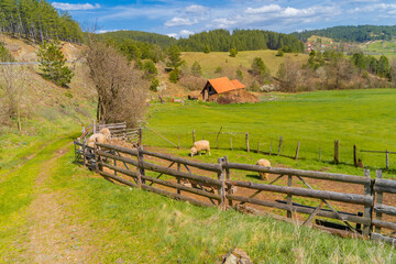landscape with fence and sheeps