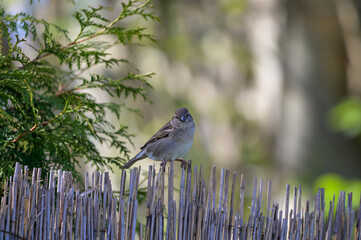 Vogel Grauschn&auml;pper