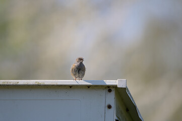 Kleiner junger Sperling
