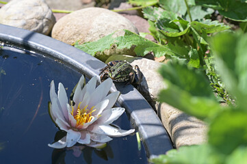 Frosch an einer Seerose