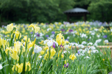梅雨に咲くカラフルで綺麗な花