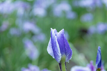 梅雨に咲くカラフルで綺麗な花
