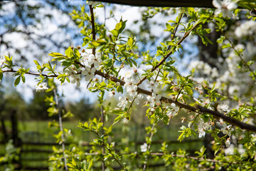 Beautiful blooming fruit tree branch in the garden in spring.