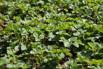 The plant is a garden strawberry with green leaves on a black covering material in the garden in spring and summer.