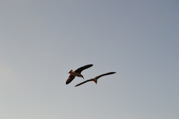 Two birds,silhouettes,flying in clear blue sky during sunset.