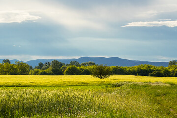 Lonely tree on the field in the countryside with cloudy sky background