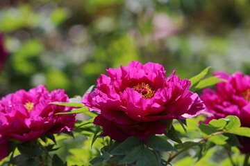 満開の牡丹のクローズアップ撮影