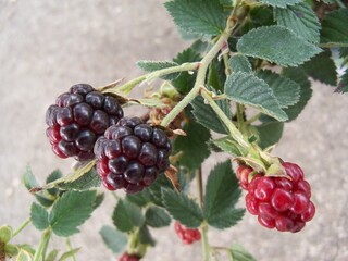 Ripening blackberries on the stalk