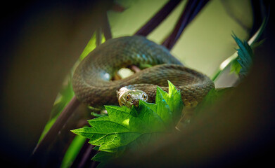 snake hidden in a bush among the leaves