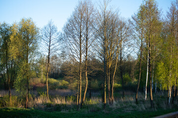 Obraz premium Beautiful trees in the setting sun.