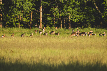 Damwild Abendsonne Feld