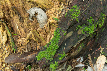 	足元に自生する苔