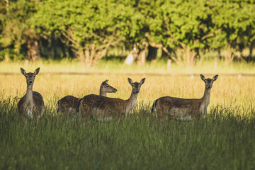 Damwild Abendsonne Feld