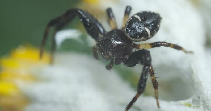 Black and yellow spider with hairs sitting on a flower.Close-up video. A small spider moves its legs and jaws. Italy. 
