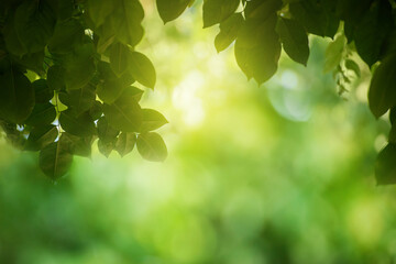 Fototapeta na wymiar Green leaf for nature on blurred background,