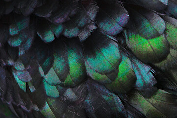 Obraz premium Close up of beautiful bird feathers, background.