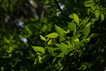 Fototapeta na wymiar 木漏れ日を浴びる葉