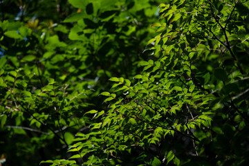 木漏れ日を浴びる葉