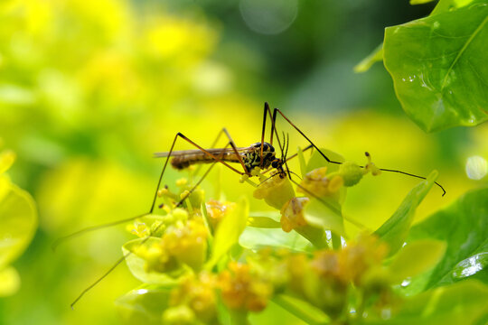 Naturfoto Impression in Gelb und Gr&uuml;n im Morgentau mit Schnake - Stockfoto