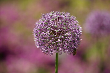 Zdjęcie macro - kwiat