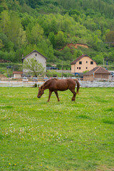 horse in the meadow