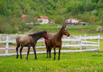 two horses on a meadow