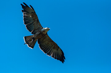 eagle in flight