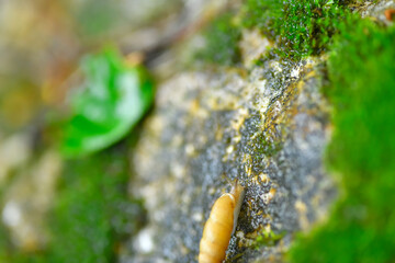 石の上を歩くキセルガイの一種