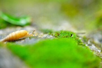 石の上を歩くキセルガイの一種