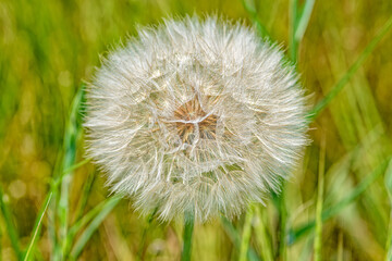 Large wild dandelion, Tragopogon pratensis