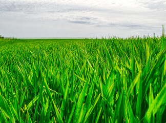 green wheat field and sky