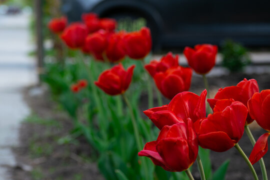 Red flowers in a line on a front lawn. SUV car vehicle in background dark gray blue teal color. Flowers in garden in urban city neighborhood