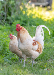 Rooster and hens on an educational farm in the countryside.