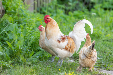 Rooster and hens on an educational farm in the countryside.