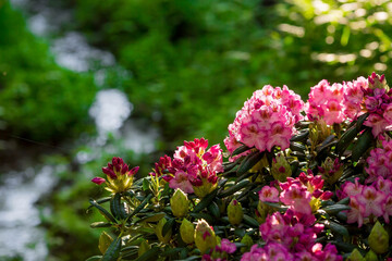 Close-up of the bloom. Pink azalea flowers in summer on a sunny day. Buds and inflorescences on a...