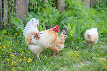 Rooster and hens on an educational farm in the countryside.
