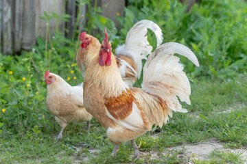 Rooster and hens on an educational farm in the countryside.