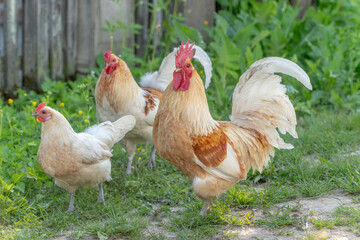 Rooster and hens on an educational farm in the countryside.