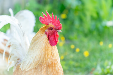 Rooster on an educational farm in the countryside.