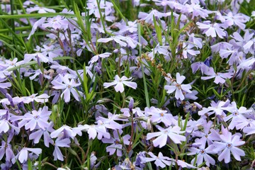 Obraz na płótnie Canvas Purple Phlox Flowers 
