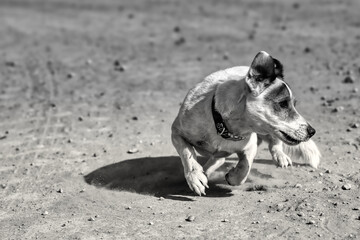 black and white dog