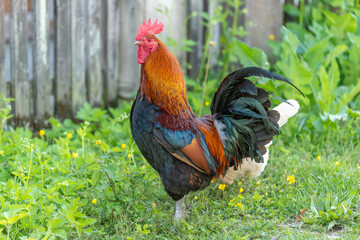 Rooster on an educational farm in the countryside.