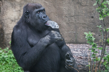  gorilla does not know what to do with a plastic bottle in its mouth