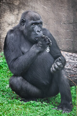 Gorilla with plastic bottle as a symbol Africa's plastic pollution