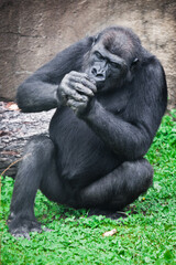 A gorilla monkey sits on the grass with folded hands as if she smokes something