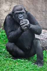 Fototapeta premium The gorilla monkey is holding something in his fist at the muzzle