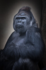 Obraz premium Calm confidence of a seated male gorilla and his powerful hand