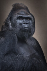 Obraz premium Male gorilla suspiciously squint backward resembling a boss at work