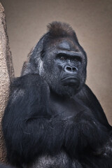 gloomy male gorilla sits heavily by the cliff